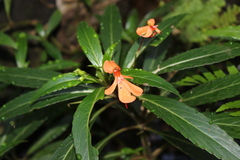 Impatiens verticillata